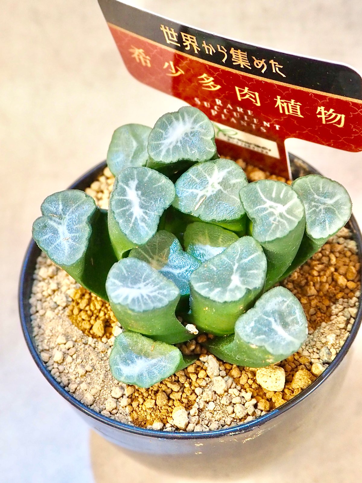 ハオルチア 万象 竜文 fit=scale-down,w=1200