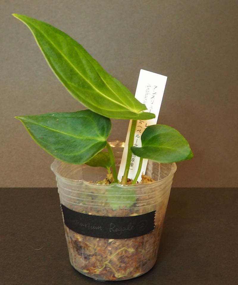 アンスリウムレガレ②(7/4撮影)現物販売 | BB Plants Store アンスリウムレガレ②(7/4撮影)現物販売 | BB Plants Store