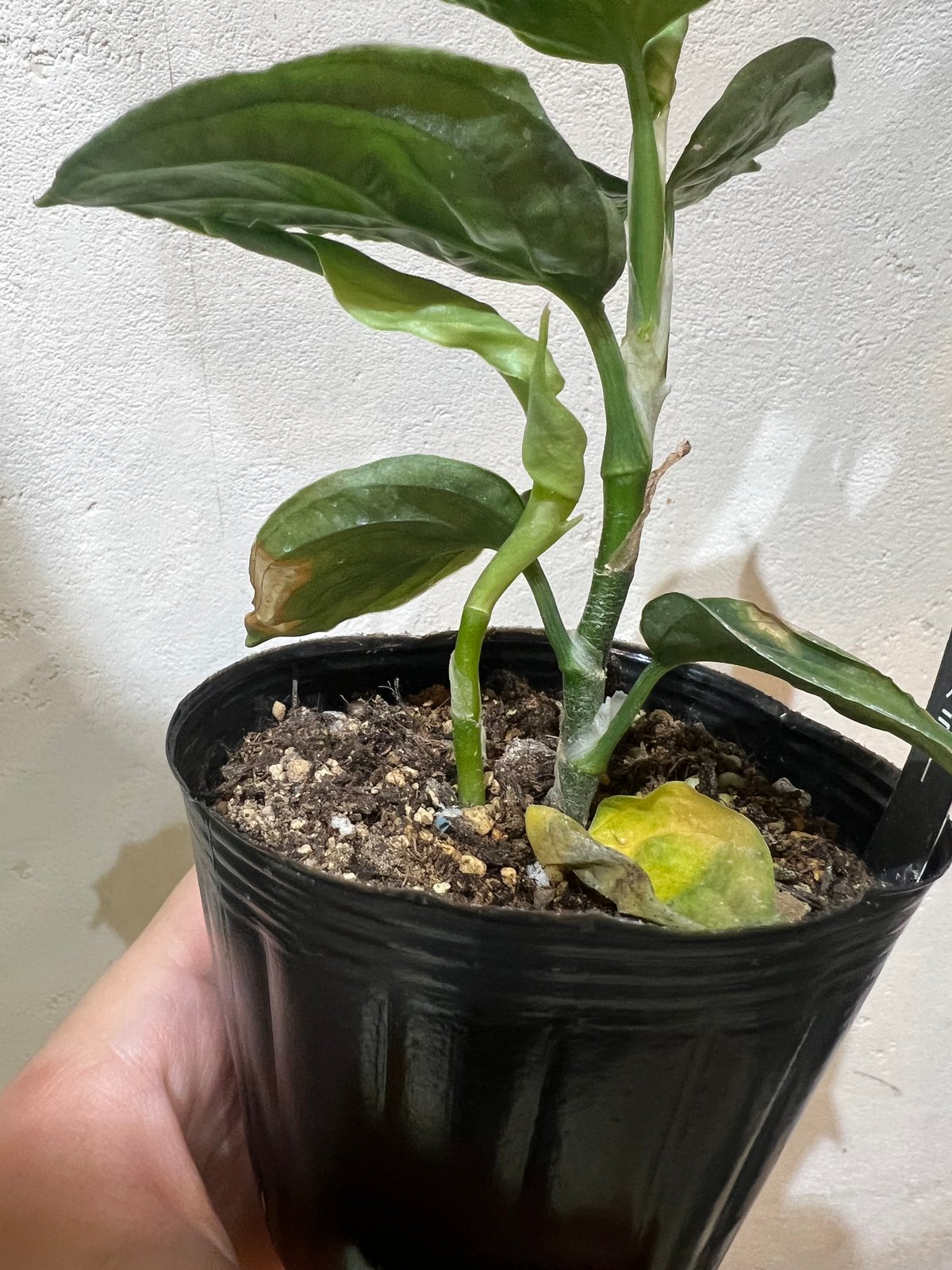 アグラオネマピクタムトリカラー | BB Plants Store アグラオネマピクタムトリカラー | BB Plants Store