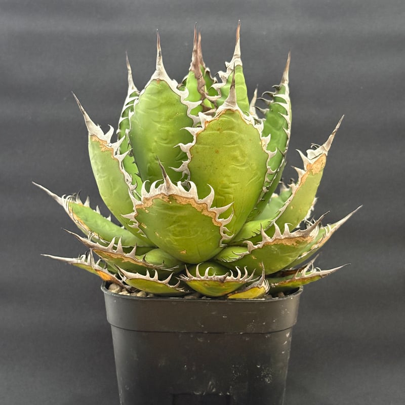 アガベ ホリダ ボールタイプ 陽炎 | HARENOHI-PLANTS