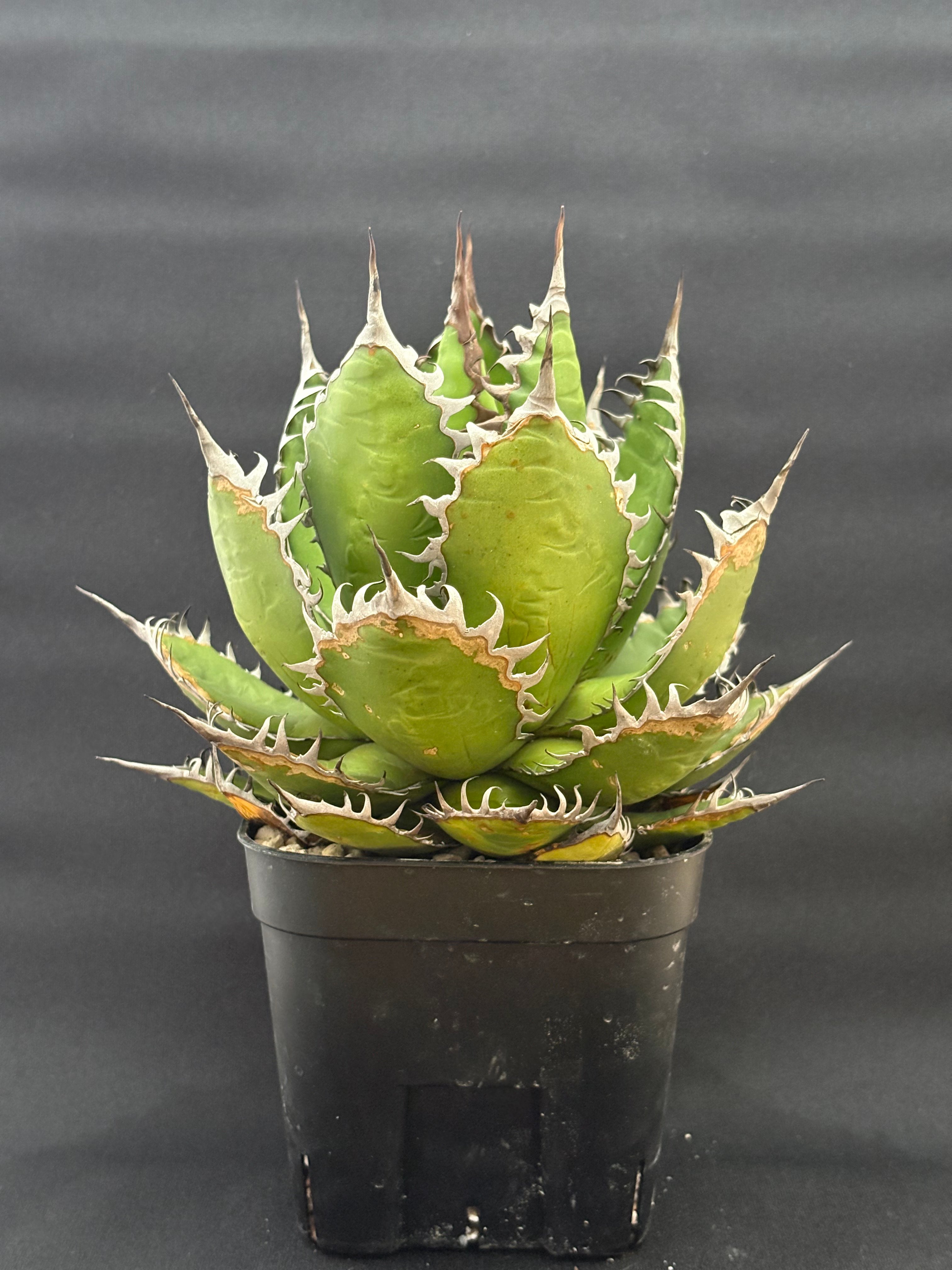 陽炎ホリダ　アガベ激うねり アガベ ホリダ ボールタイプ 陽炎 | HARENOHI-PLANTS