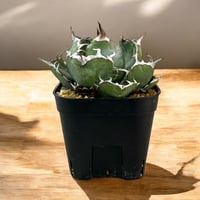 チタノタ　金剛 アガベ チタノタ 金剛（KING KONG) | HARENOHI-PLANTS