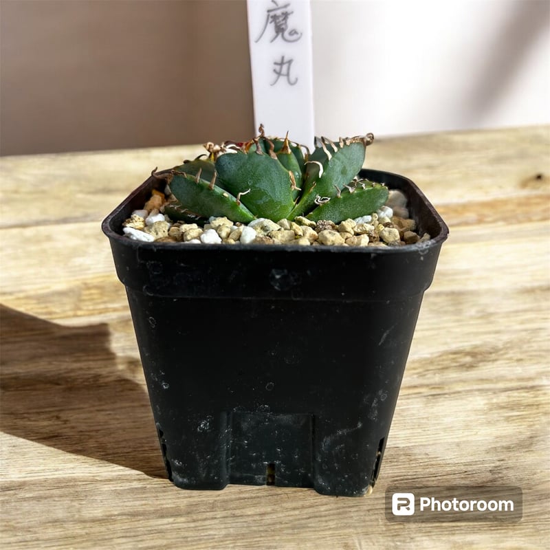 アガベ チタノタ 魔丸 管理No.3 | HARENOHI-PLANTS