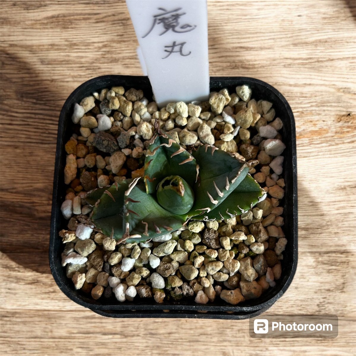 アガベ チタノタ 魔丸 管理No.3 | HARENOHI-PLANTS アガベ チタノタ 魔丸 管理No.3 | HARENOHI-PLANTS