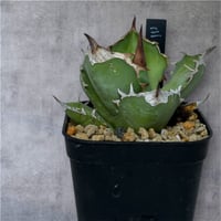 アガベ ホリダ ボールタイプ 陽炎 | HARENOHI-PLANTS