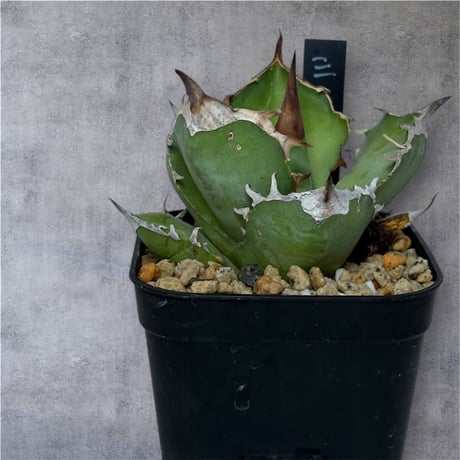 アガベ　白サイ アガベ チタノタ 白犀牛（White Rhino / 白犀牛 / シロサイ） | NR Plants