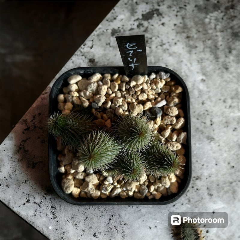 ガガイモ 阿修羅 | HARENOHI-PLANTS