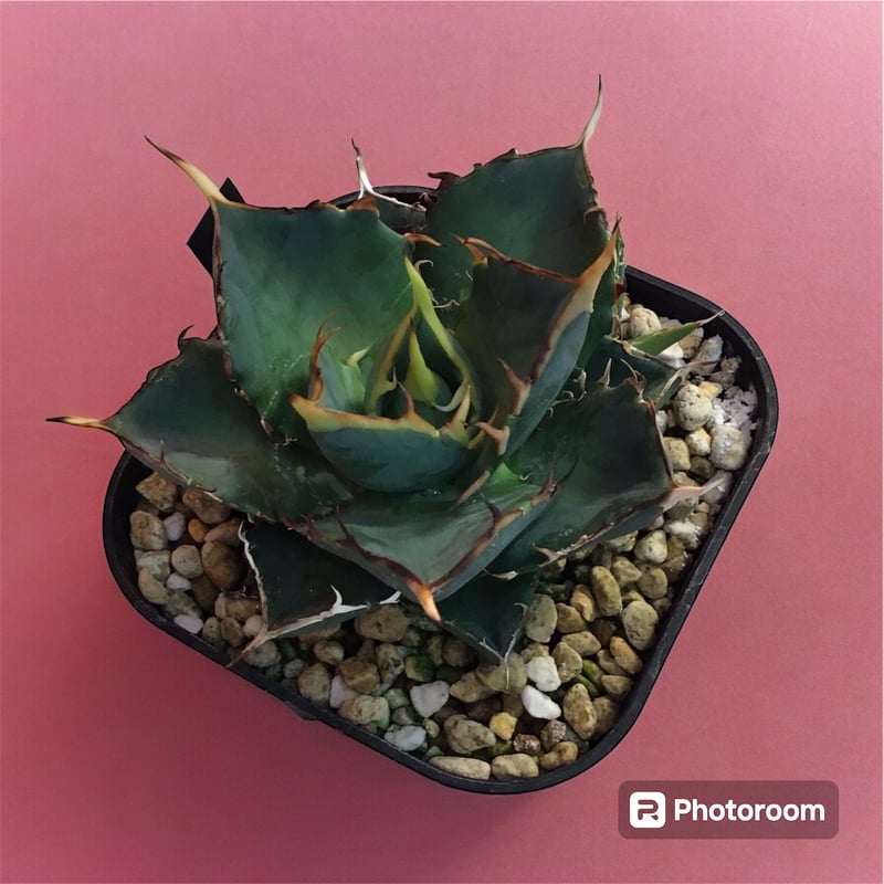 アガベ　選抜　ハデス アガベ チタノタ ハデス （選抜No.1） | HARENOHI-PLANTS