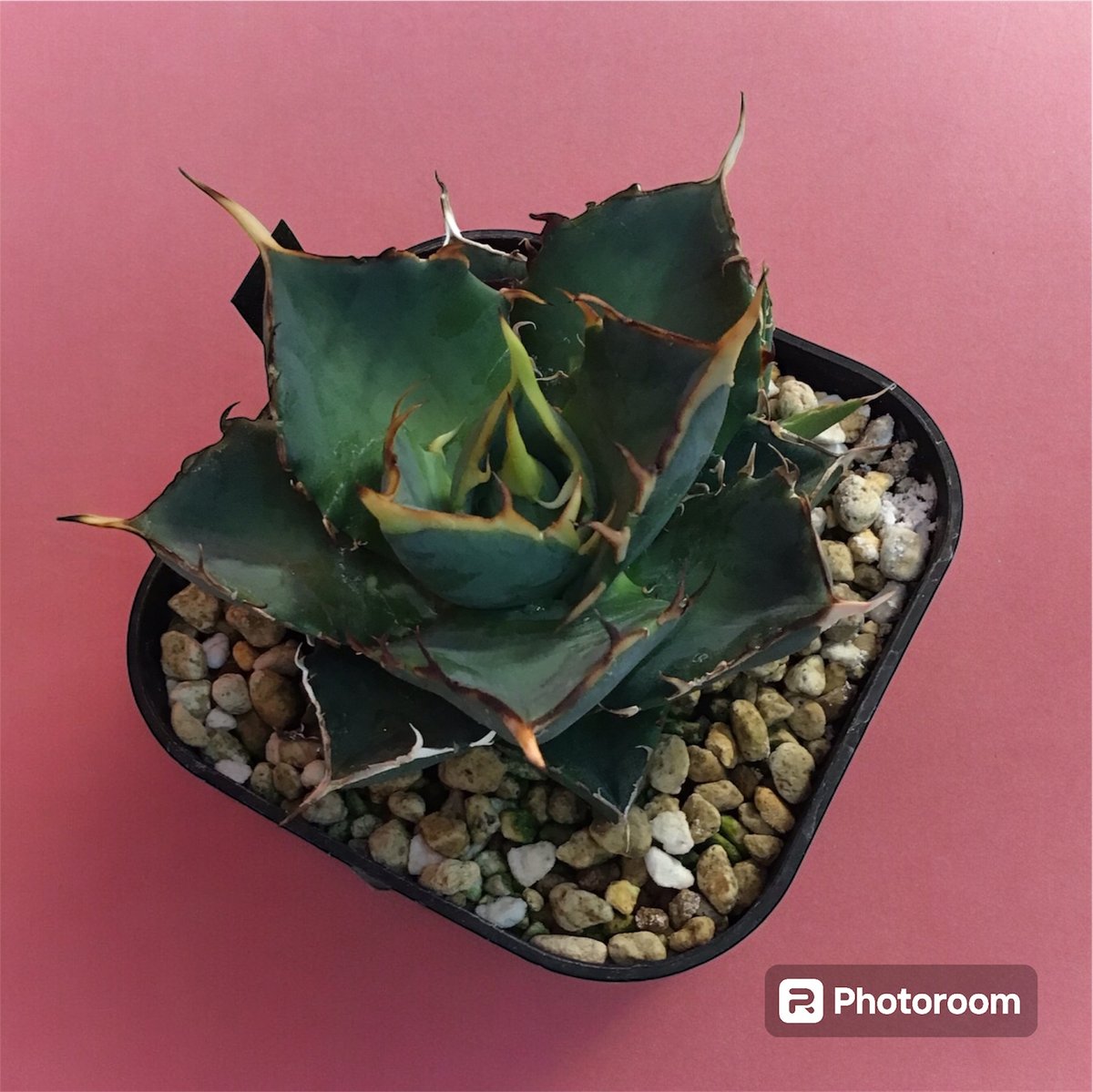 アガベ チタノタ ハデス （選抜No.1） | HARENOHI-PLANTS