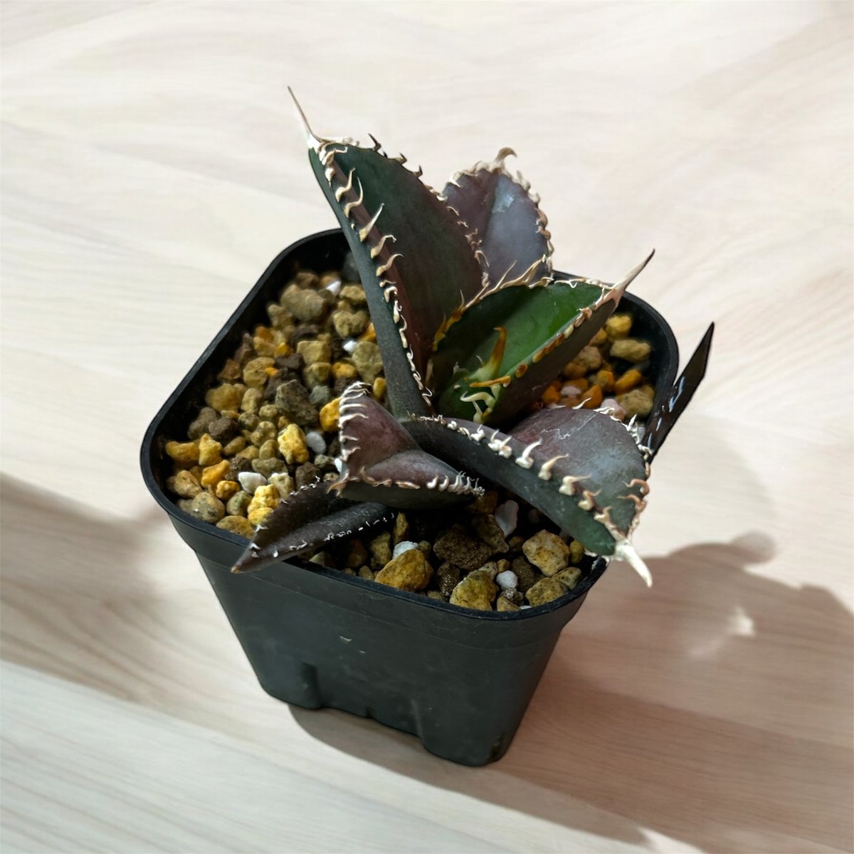 金剛　TC アガベ　チタノタ アガベ チタノタ 金剛 美株【発根管理中】TC株 Agave titanota