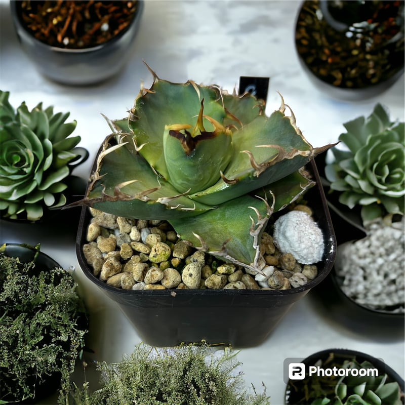 アガベ チタノタ 螃蟹（CRAB） | HARENOHI-PLANTS