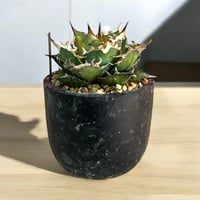 アガベ ユタエンシス エボリスピナ陽炎（（USA株）発根済み