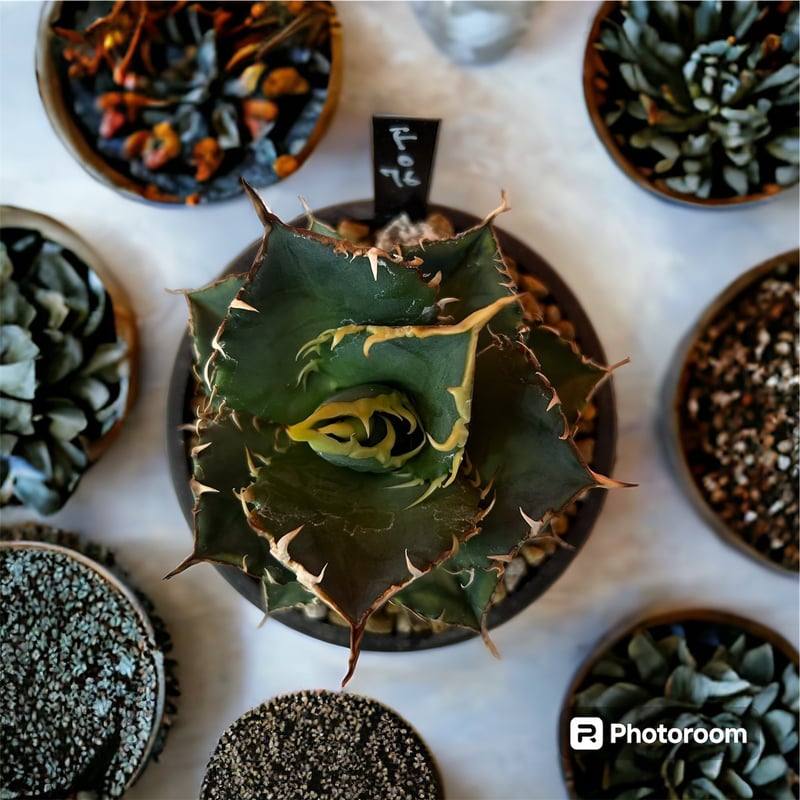 アガベ チタノタ FO-076 | HARENOHI-PLANTS