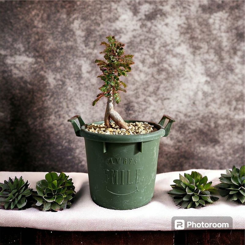 パキコルムス ディスカラー（象の木） | HARENOHI-PLANTS