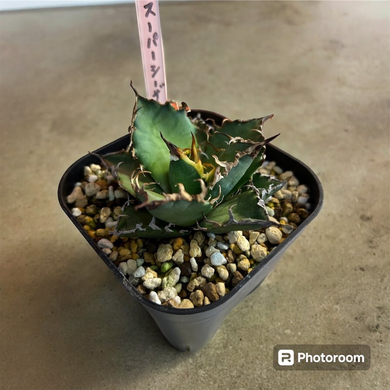 【厳選】チタノタ シーザー 親株 厳選】チタノタ シーザー 親株