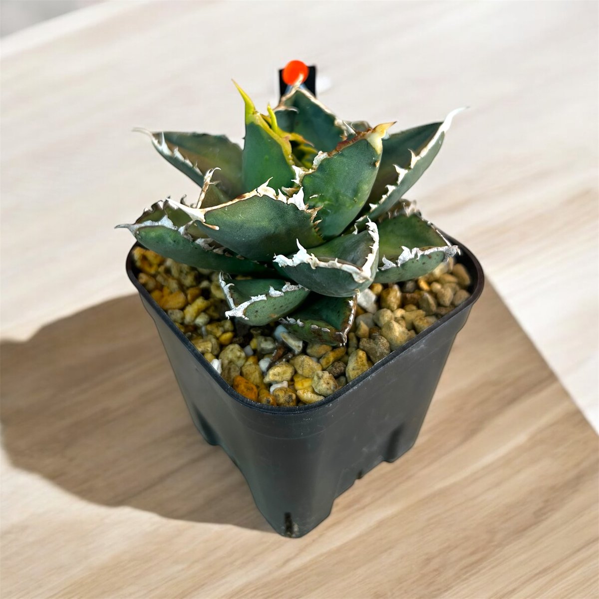 アガベ チタノタ ハゲワシ | HARENOHI-PLANTS