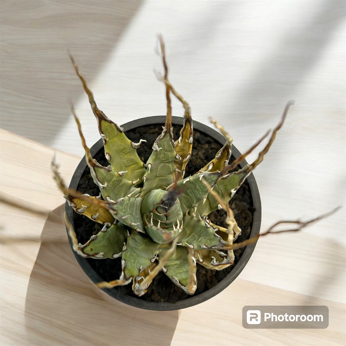 アガベ ユタエンシス エボリスピナ陽炎（USA株）発根済み