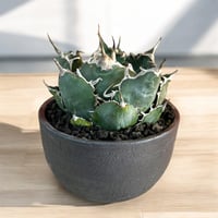 アガベ チタノタ 狂戦士（バーサーカー） ラスト1個 | HARENOHI