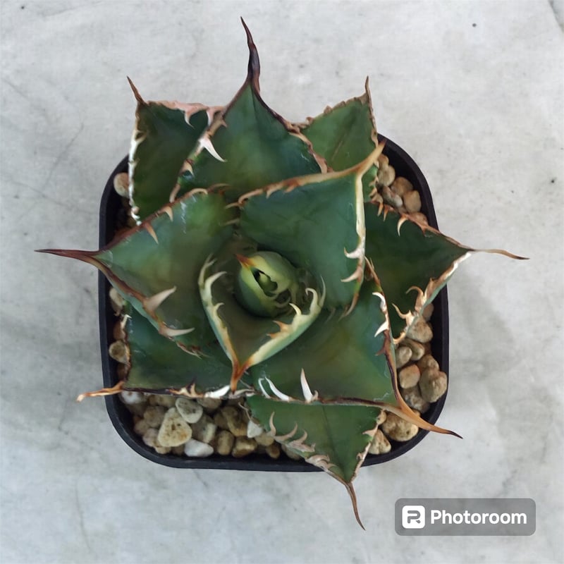 アガベ　チタノタ　ノーネーム　20cm アガベ チタノタ ノーネーム（トップ長め） | HARENOHI-PLANTS