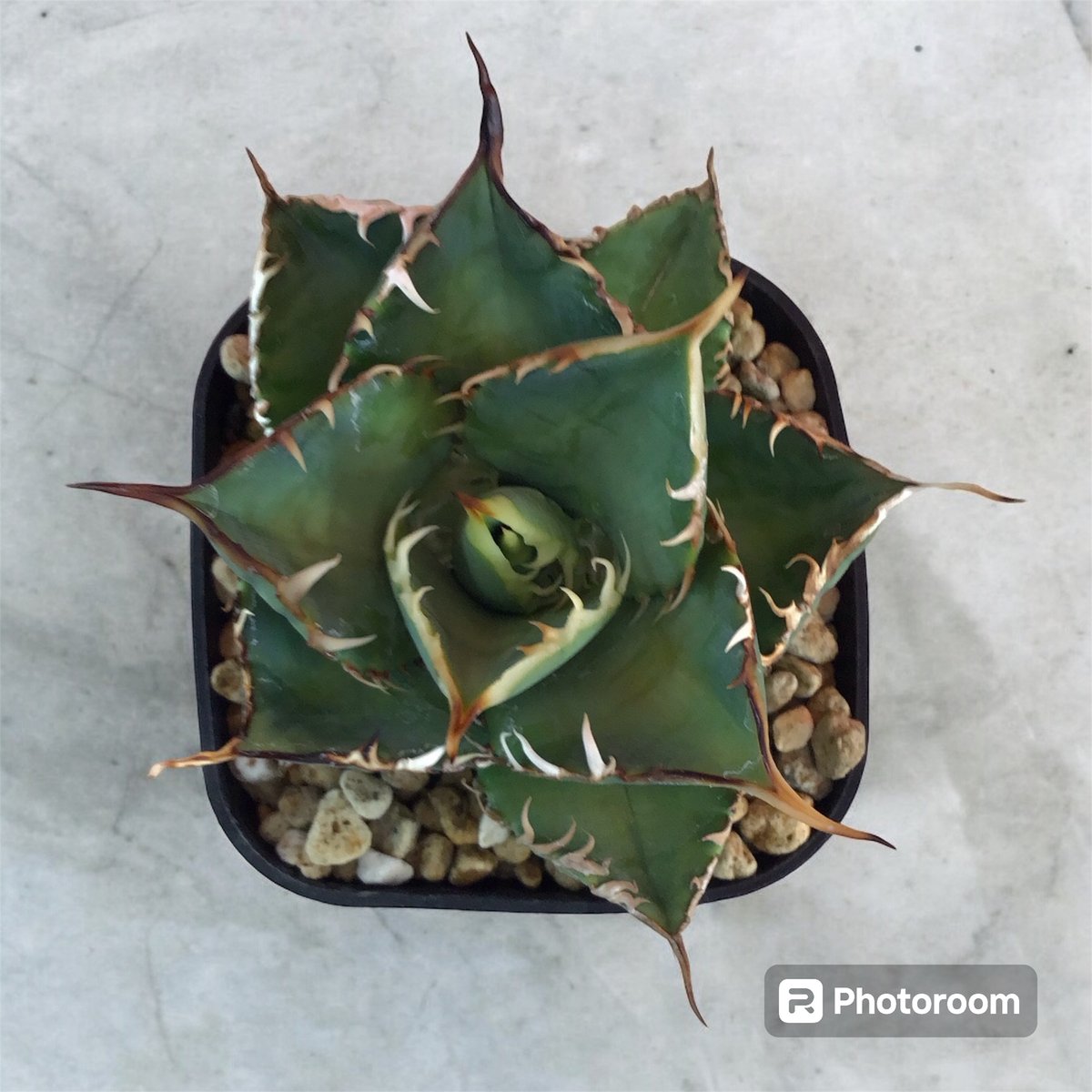 アガベ チタノタ ノーネーム（トップ長め） | HARENOHI-PLANTS