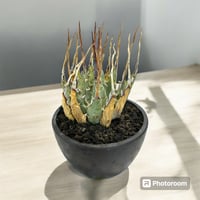 アガベ チタノタ スーパーシーザー | HARENOHI-PLANTS アガベ チタノタ スーパーシーザー | HARENOHI-PLANTS