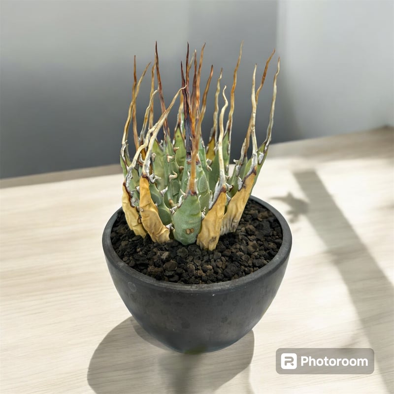 アガベ ユタエンシス エボリスピナ陽炎（USA株）発根済み | HARENOHI