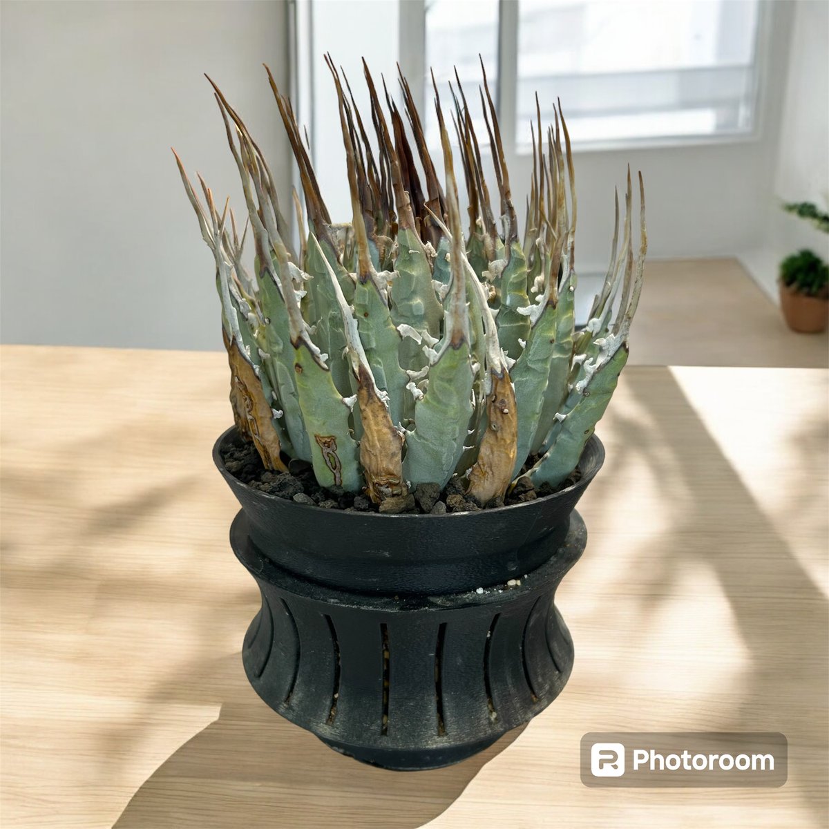 《期間限定販売❗️》『アガベ ユタエンシス　エボリスピナ』極美株　現地球　発根済 アガベ ユタエンシス エボリスピナ（（USA株）発根済み | HARENOHI-PLANTS