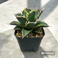 大株!エボリスピナ美株 fit=scale-down,w=1200