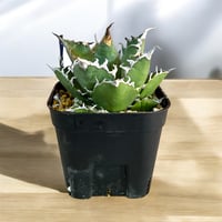 アガベ チタノタ シーザー 選抜（スーパーシーザー） | HARENOHI