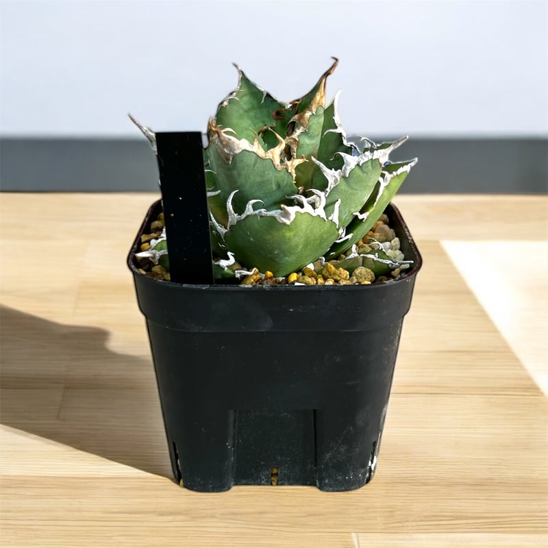 アガベ チタノタ スーパーシーザー 中株 | HARENOHI-PLANTS