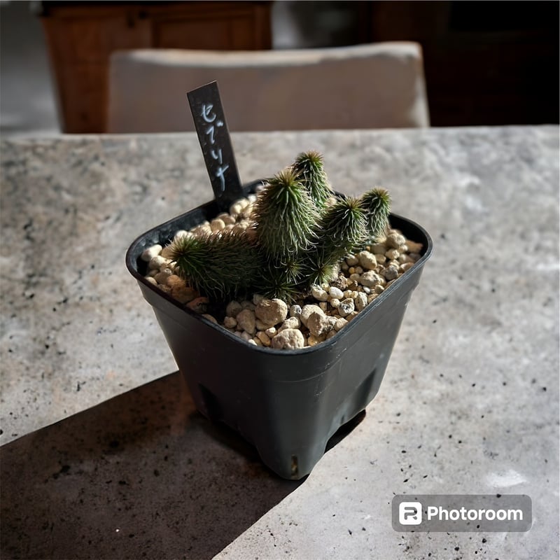 ガガイモ 阿修羅 | HARENOHI-PLANTS