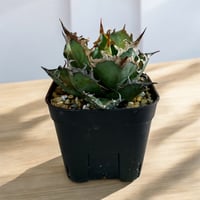 アガベ チタノタ アザラシ（海豹） | HARENOHI-PLANTS