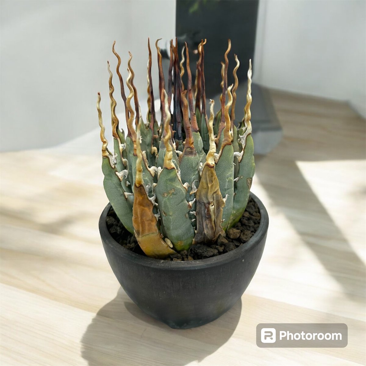 土*様 【ド陽炎・サービス品】コンパクト×ハイクオリティのエボリスピナ！ベアルー 土*様 【ド陽炎・サービス品】コンパクト×ハイクオリティの