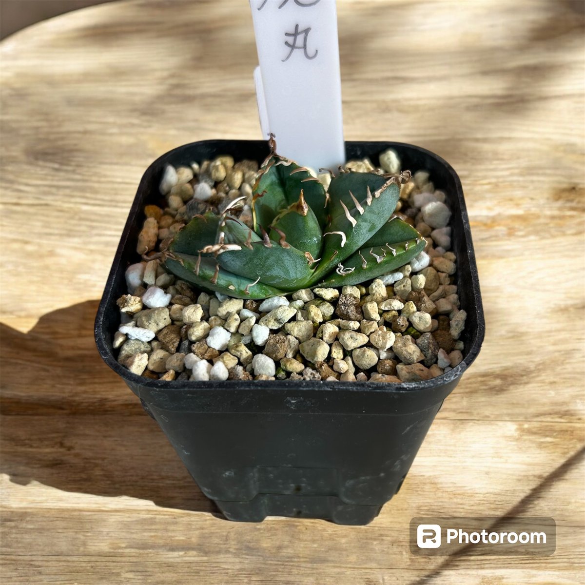 コレクター品】アガベ チタノタ 魔丸 子株3つ付き コレクター品