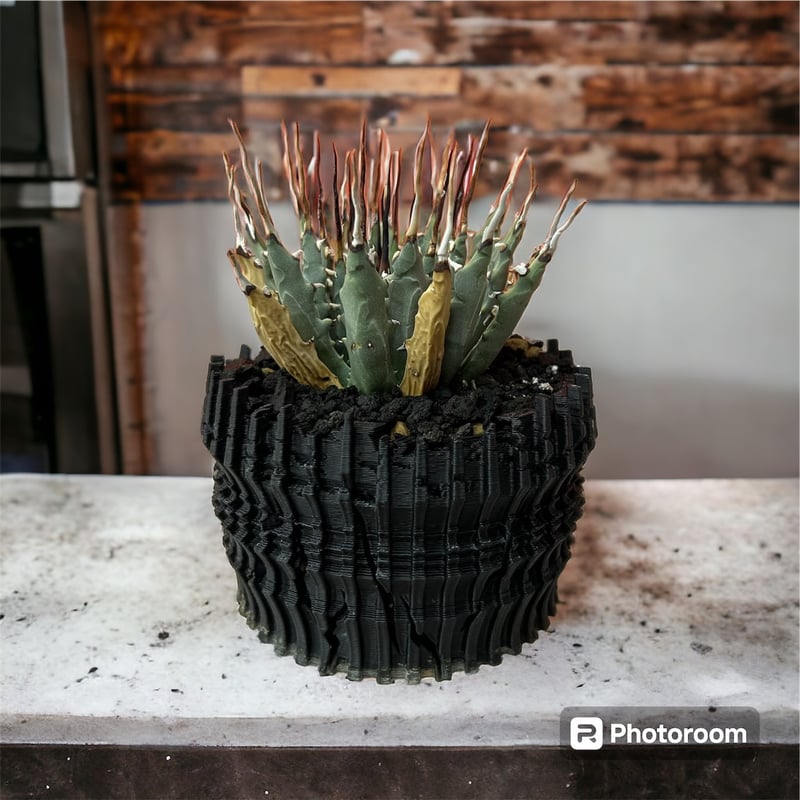 アガベ ユタエンシス エボリスピナ | HARENOHI-PLANTS