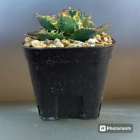 アガベ チタノタ ローズ | HARENOHI-PLANTS