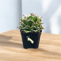 アガベ ユタエンシス エボリスピナ（（USA株）発根済み ② | HARENOHI