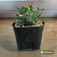 アガベ ユタエンシス エボリスピナ実生5年目-2 | HARENOHI-PLANTS