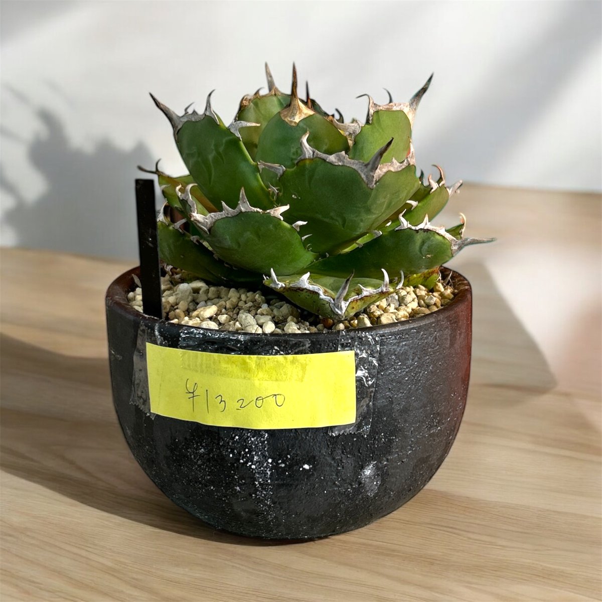 アガベ チタノタ アザラシ（海豹） | HARENOHI-PLANTS