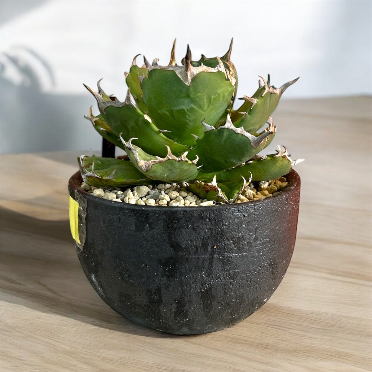 アガベ　チタノタ　海豹　アザラシ アガベ チタノタ アザラシ 海豹 CS1 agave titanota Compacta 'S