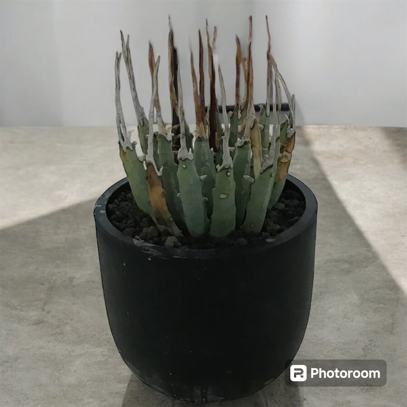 アガベ ユタエンシス エボリスピナ ボール 大株 4.5号鉢 発根管理中