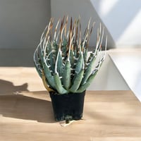 アガベ ユタエンシス エボリスピナ実生5年目-1 | HARENOHI-PLANTS