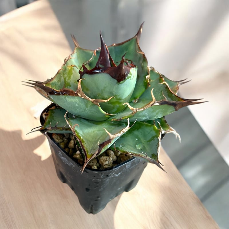 アガベ チタノタ 狂戦士（バーサーカー） ラスト1個 | HARENOHI-PLANTS