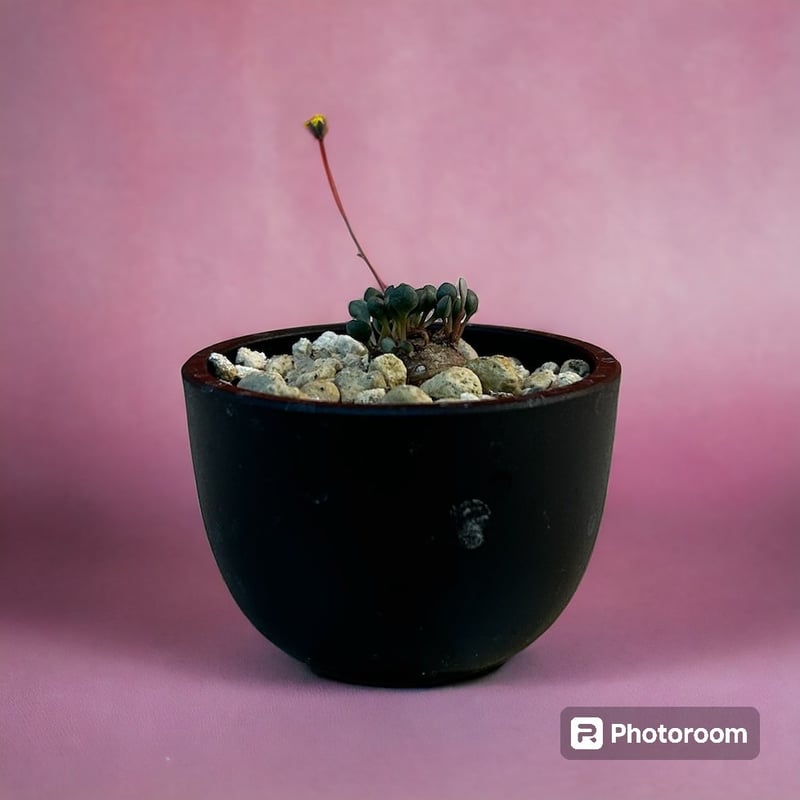 ピグマエア オトンナ | HARENOHI-PLANTS