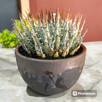 アガベ ホリダ 陽炎タイプ | HARENOHI-PLANTS