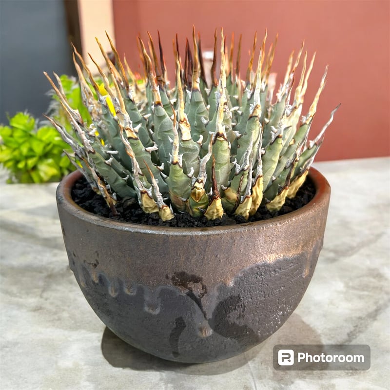 アガベ ユタエンシス エボリスピナ 発根済み 美株 陽炎 鉢付き