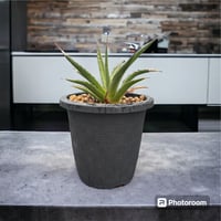 アガベ チタノタ ローズ | HARENOHI-PLANTS