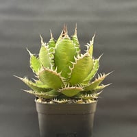 アガベ チタノタ ジャガーノート純血（破壊神） | HARENOHI-PLANTS