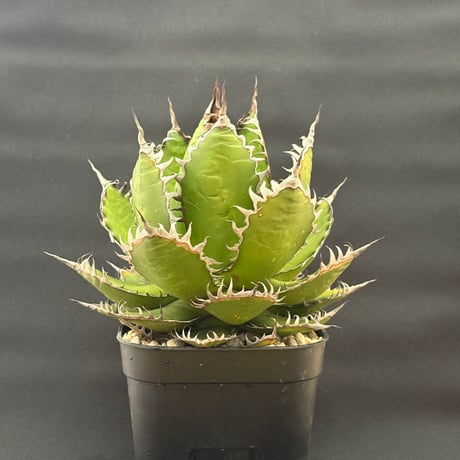 アガベホリダ | STORES