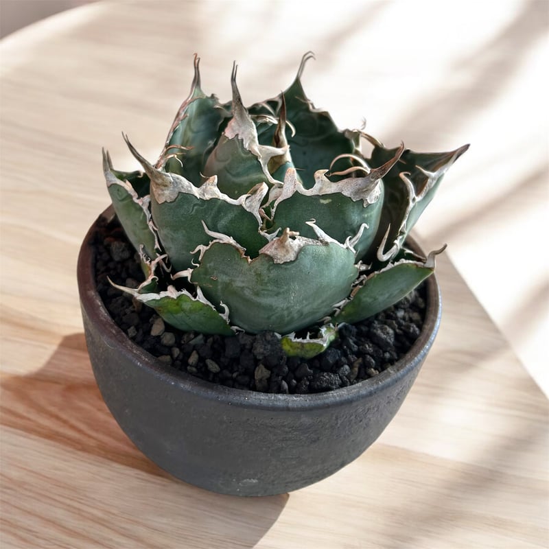 アガベ チタノタ 白鯨 | HARENOHI-PLANTS